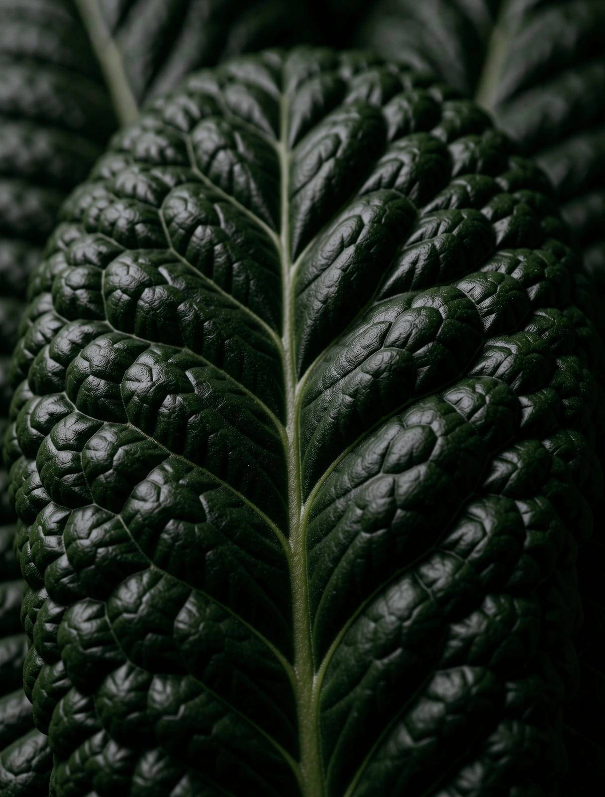 Macrophotography of organic leaf structures